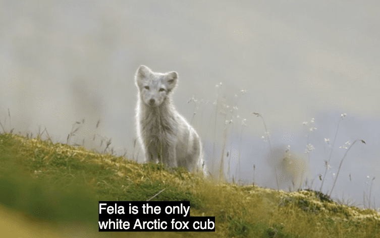 Closed captions on Roku